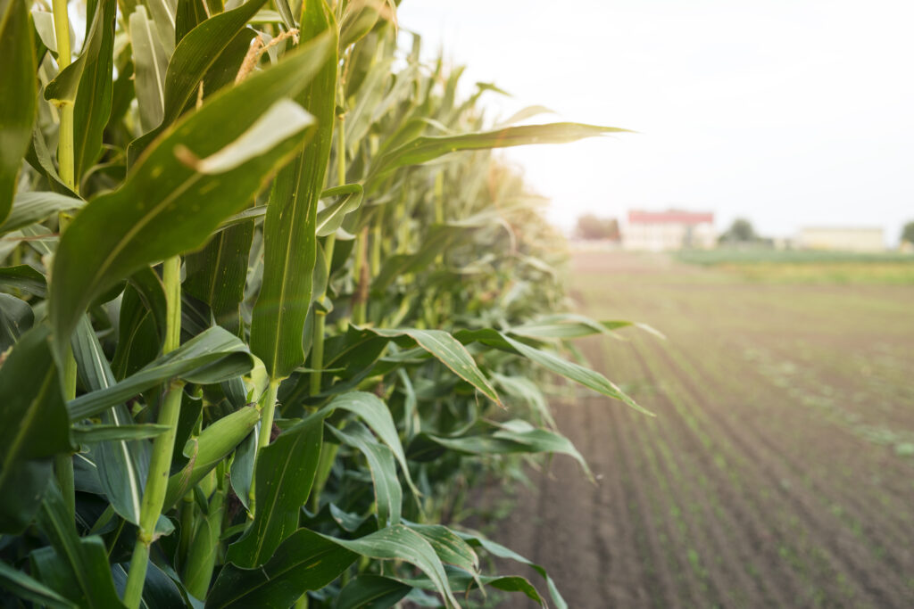 Corn Harvest 2026: Prices, Yields and Market Situation in Poland